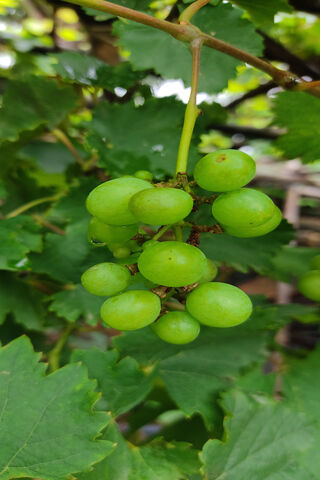 Grapes ?