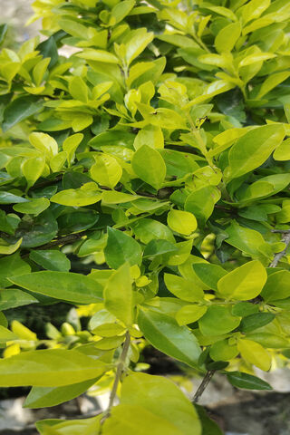 Green Leafs