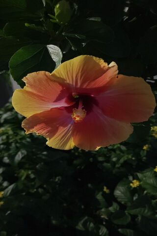 Vibrant Hibiscus Blossom 🌺