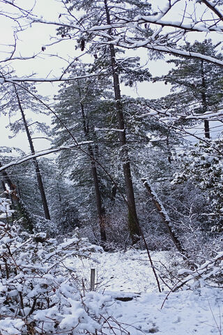 Winter Wonderland ❄️🌲