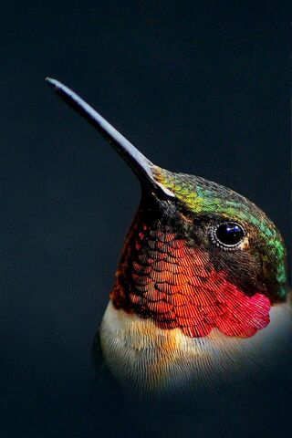 Majestic Hummingbird in Focus 🐦✨