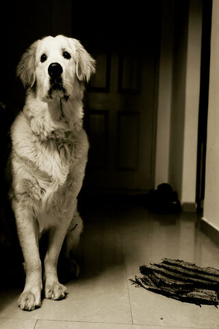 Majestic Canine Compani..