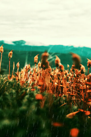 Enchanted Meadow 🌾✨
