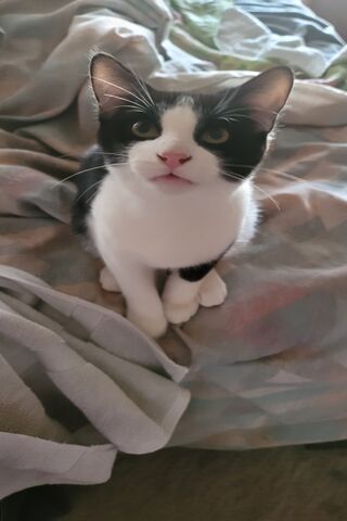 Curious Cat 🐾