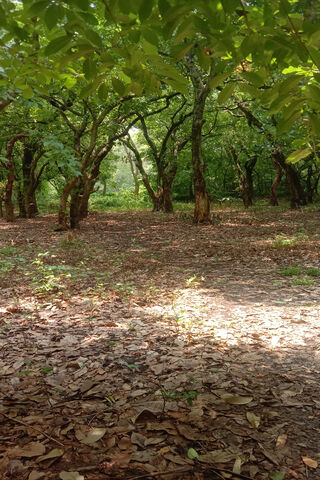 Enchanted Forest Glade ..