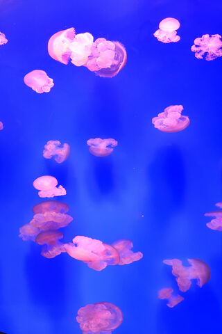 Mesmerizing Jellyfish Dance 🌊✨
