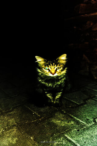 Mysterious Night Stalke..