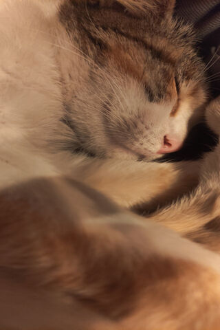 Dreamy Cat Nap 💤🐾