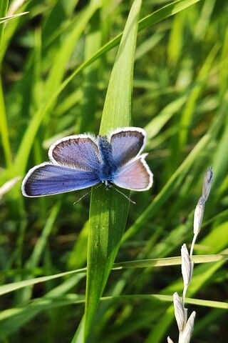 Beautiful Blue Butterfly in Nature 🌼🦋