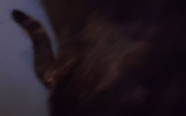 Kitty Fur