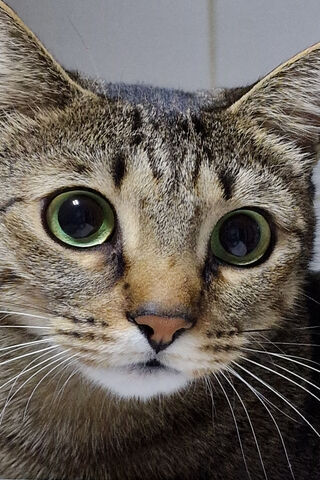 Curious Cat with Big Green Eyes 🐱✨