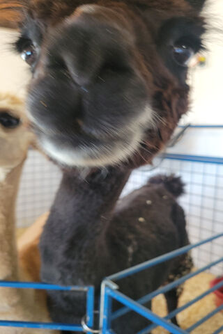 Curious Alpaca Close-Up..