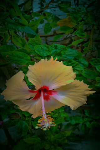 Radiant Hibiscus Blosso..