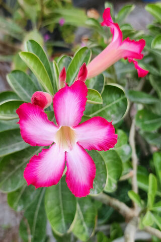Stunning Pink Desert Rose 🌸