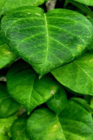 Heartfelt Greenery 🌿💚