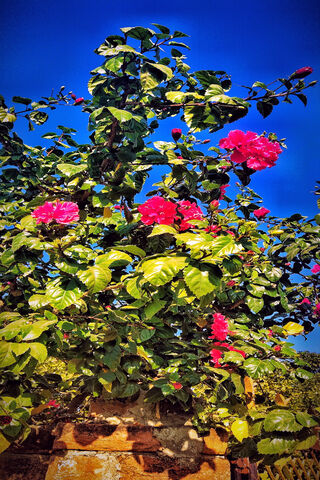 Vibrant Blooms Under a ..