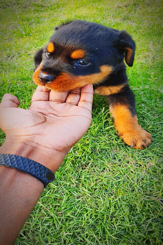 Lovely Puppy