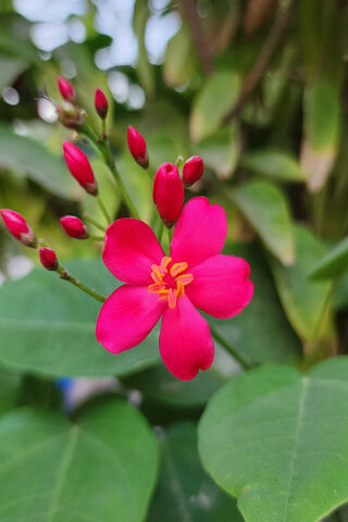 Vibrant Pink Blossom 🌸