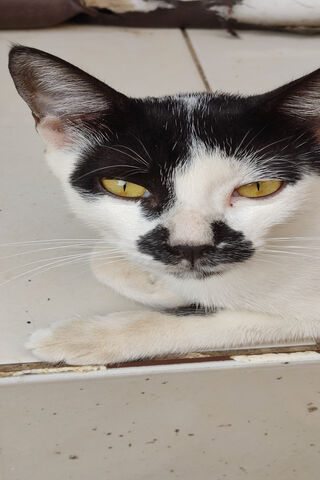 Migalo: The Mysterious ..