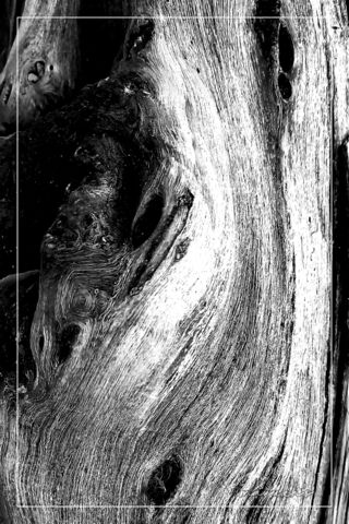Monochrome Abstract Por..
