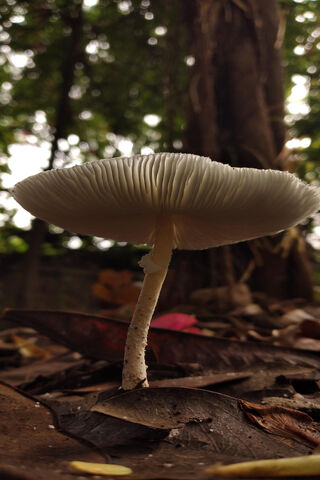 Enchanted Mushroom 🌿🍄