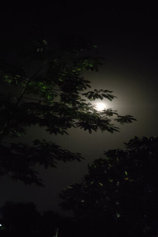 Moonlit Night 🌙✨