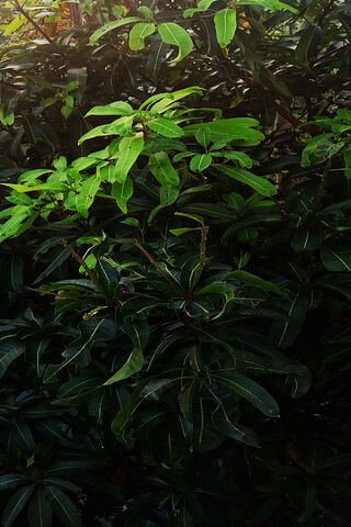 Mango Tree