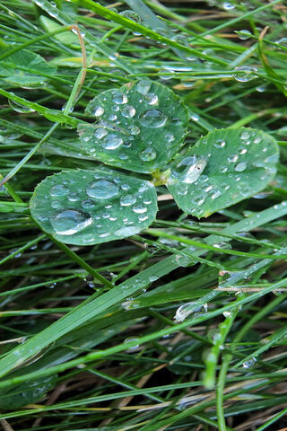 Dewy Clover Delight 🌿💧