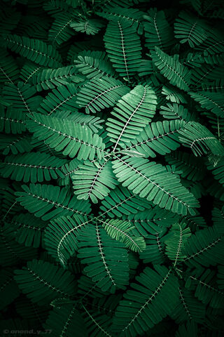 Lush Greenery 🌿✨