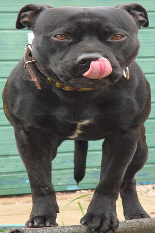 Magic The Staffy