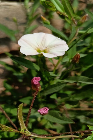 Delicate Beauty in Bloo..