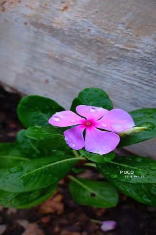 Beautiful Pink Flower 🌸✨