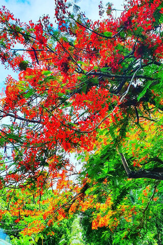 Vibrant Flame Tree Blos..