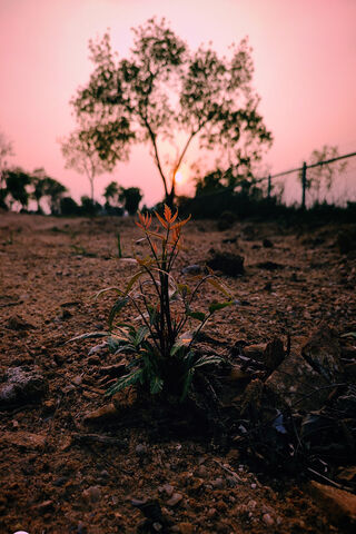 Resilience in Solitude ..