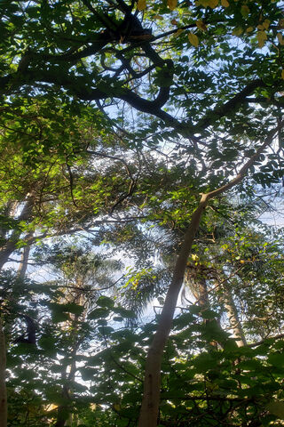 Nature