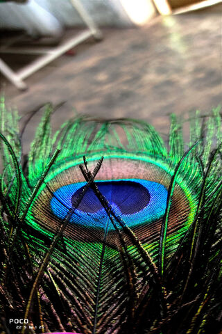 The Vibrant Eye of the ..