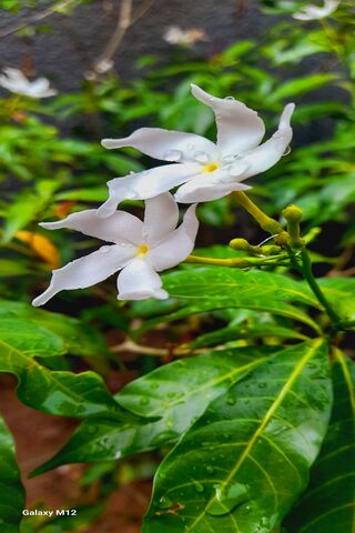 Delicate White Blossoms..