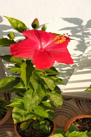 Vibrant Hibiscus Bloom 🌺