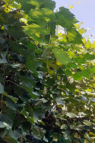 Lush Green Vines 🌿✨