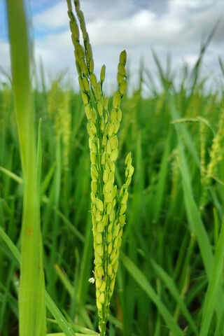Golden Promise: Rice in..