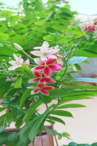 Blooming Beauty 🌸✨