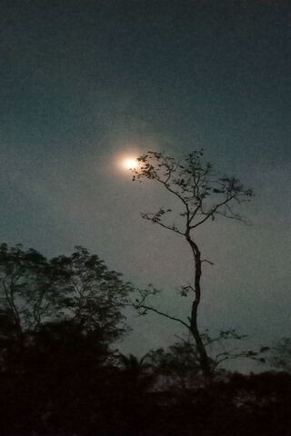 Moonlit Serenity 🌙🌳