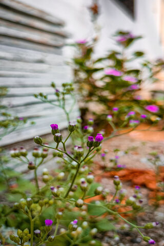 Naturopathy By Whomeet