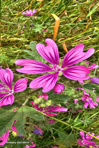 Vibrant Pink Blooms 🌸✨