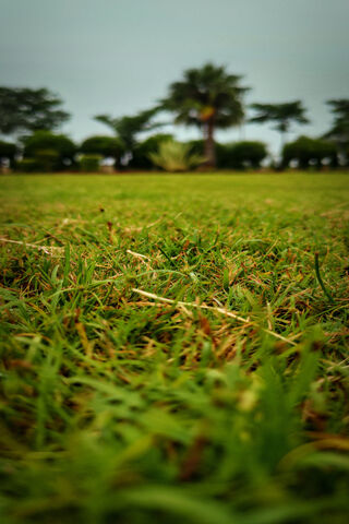 Tranquil Greenery 🌿