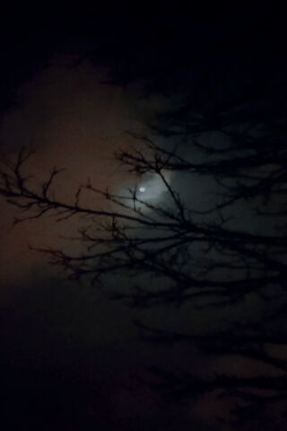 Enigmatic Moonlit Night..