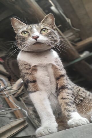 Majestic Cat in a Rusti..