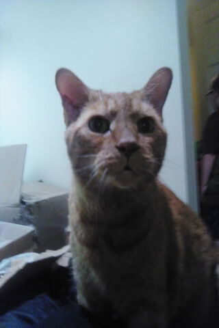 Curious Ginger Cat 🐾