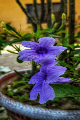 Beautiful Purple Blooms 🌸💜