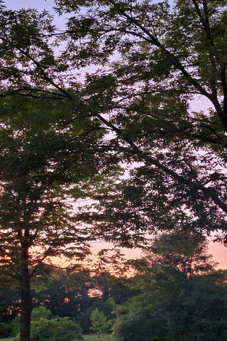 Serene Sunset Through the Trees 🌅🌳